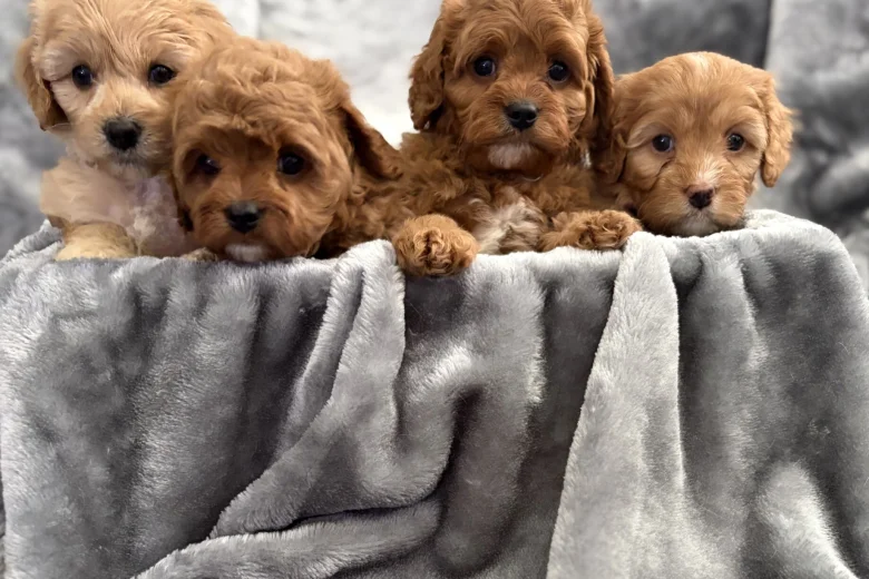 Cavapoo