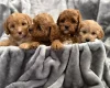 Cavapoo
