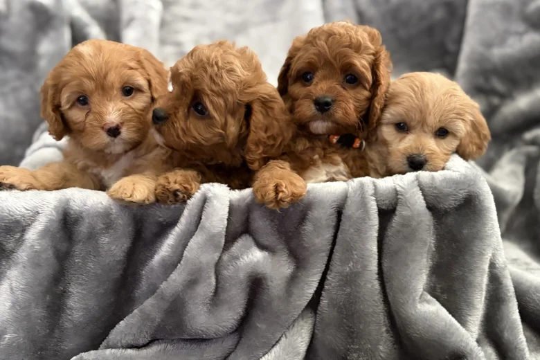 Cavapoo