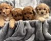 Cavapoo
