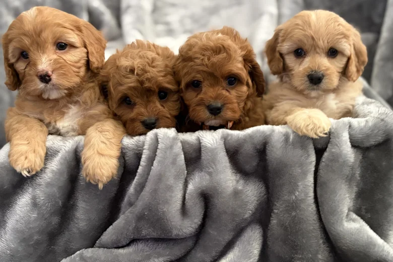 Cavapoo