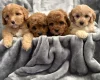 Cavapoo