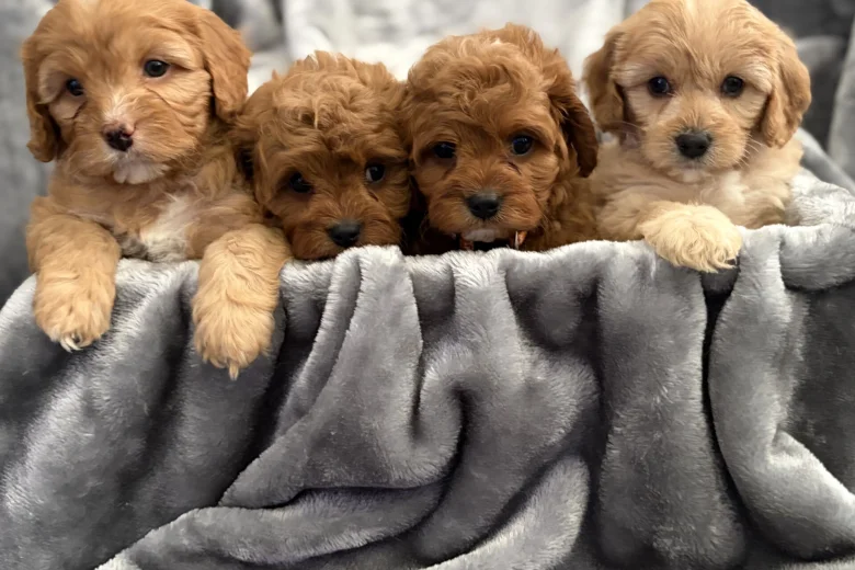 Cavapoo