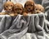 Cavapoo