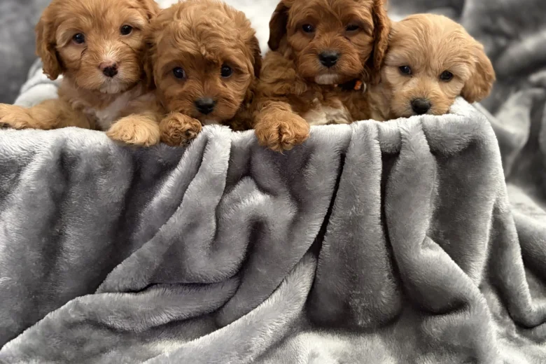 Cavapoo