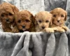 Cavapoo
