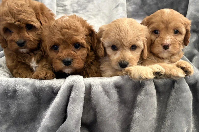 Cavapoo