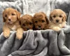 Cavapoo