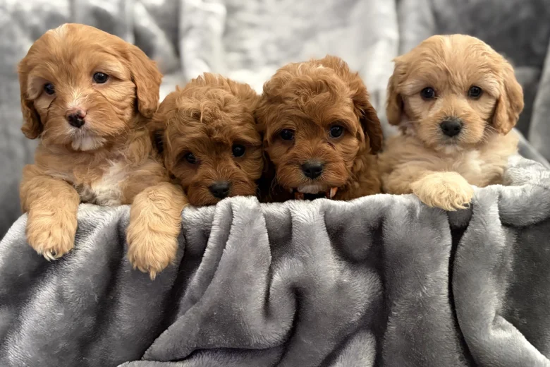 Cavapoo