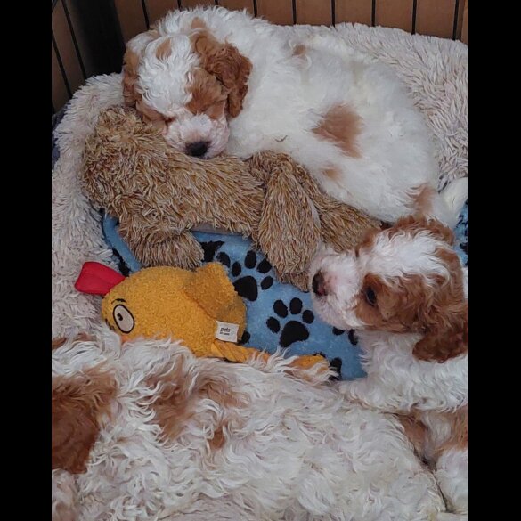 Cavapoo