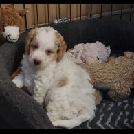 Cavapoo