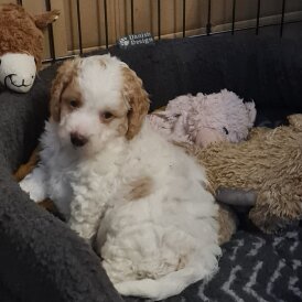 Cavapoo