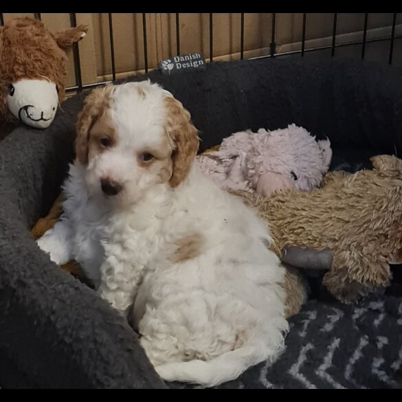 Cavapoo