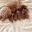 Cavapoo