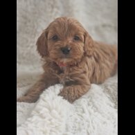 Cavapoo