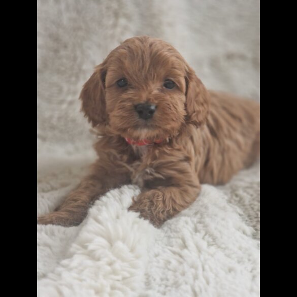 Cavapoo