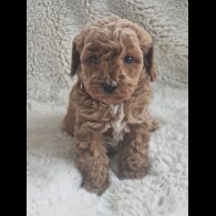 Cavapoo