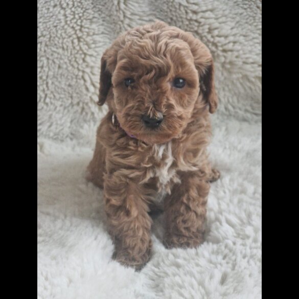 Cavapoo