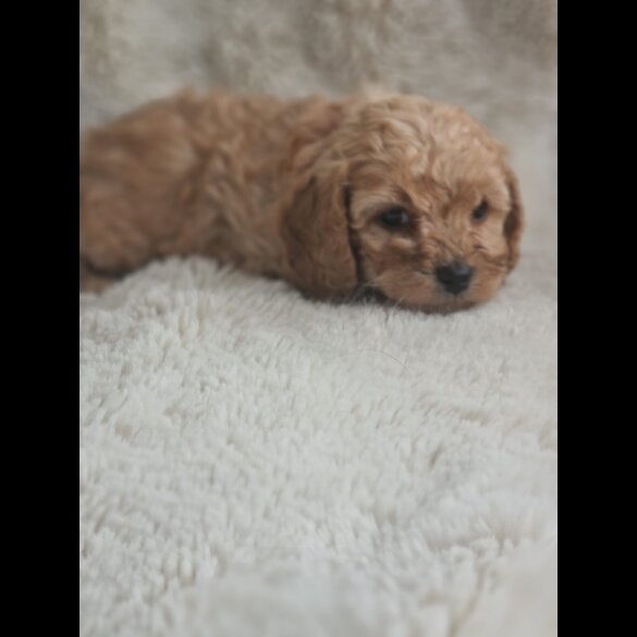 Cavapoo