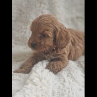 Cavapoo