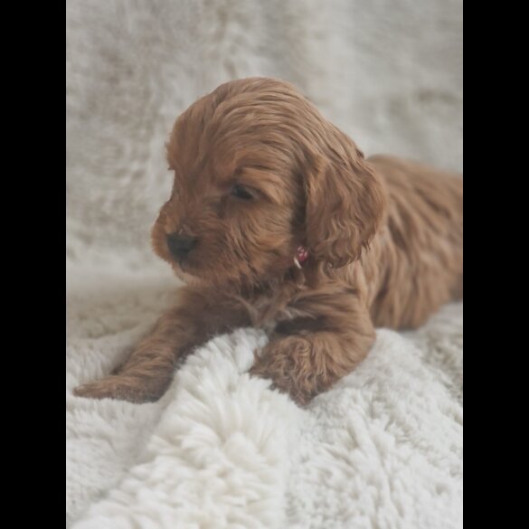 Cavapoo
