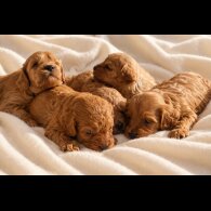 Cavapoo