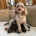 Cavapoo