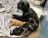 Cavapoo