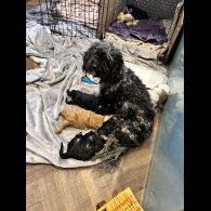 Cavapoo