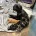Cavapoo