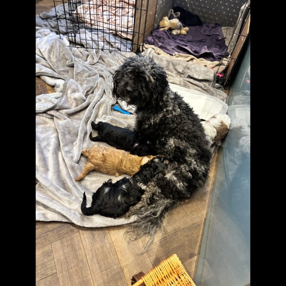 Cavapoo