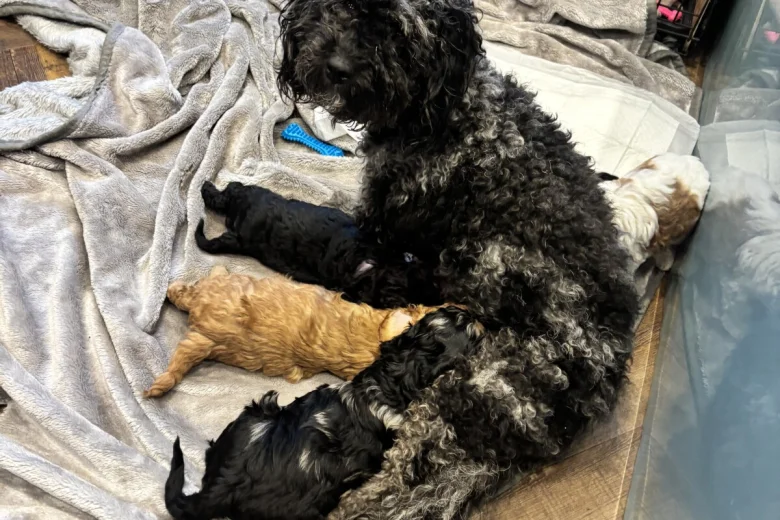 Cavapoo