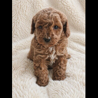 Cavapoo