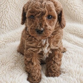 Cavapoo
