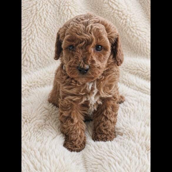 Cavapoo