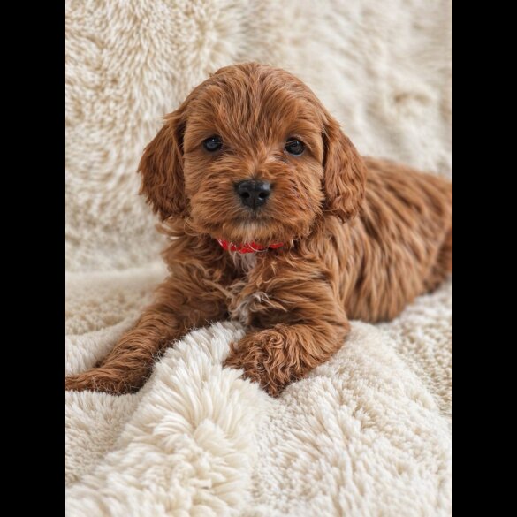 Cavapoo