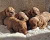 Cavapoo