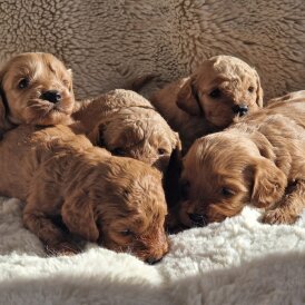 Cavapoo