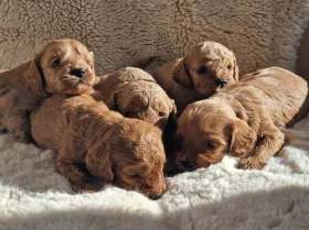 Cavapoo