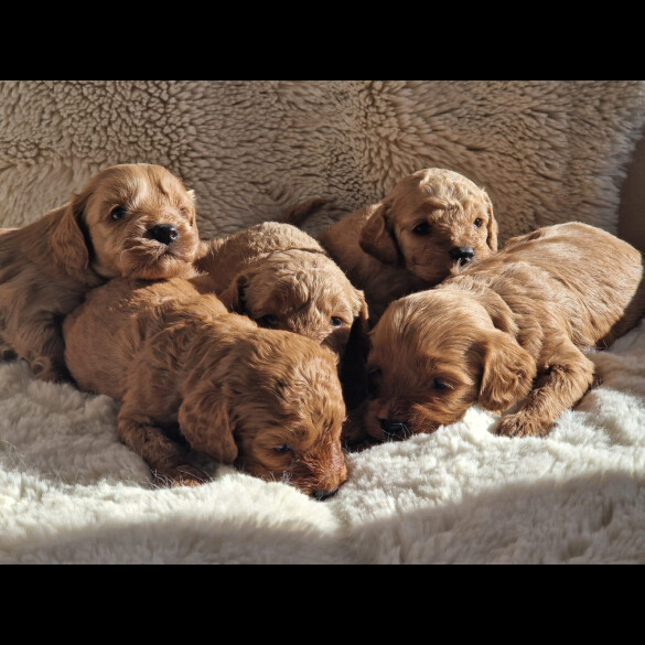 Cavapoo