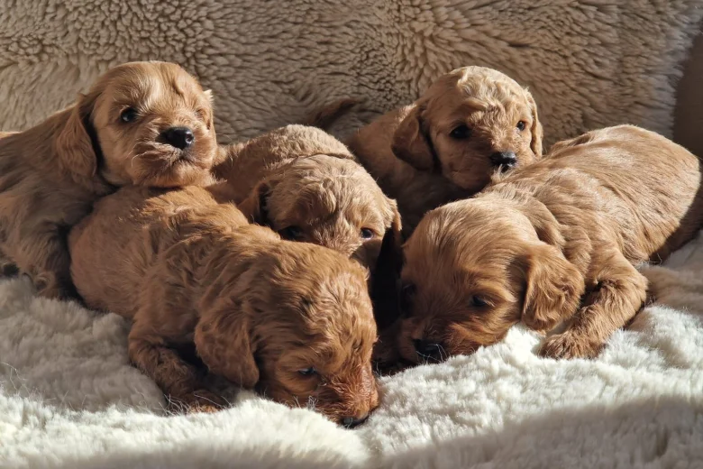 Cavapoo