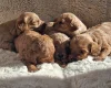 Cavapoo