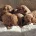 Cavapoo