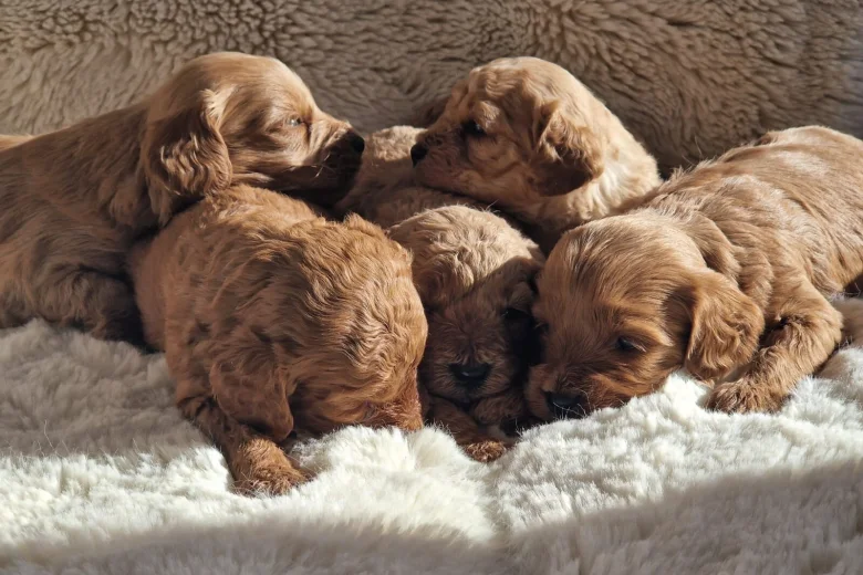 Cavapoo