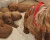 Cavapoo