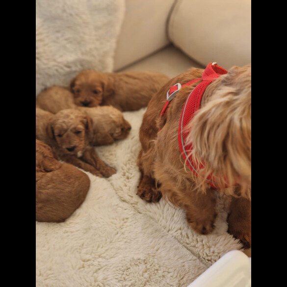 Cavapoo