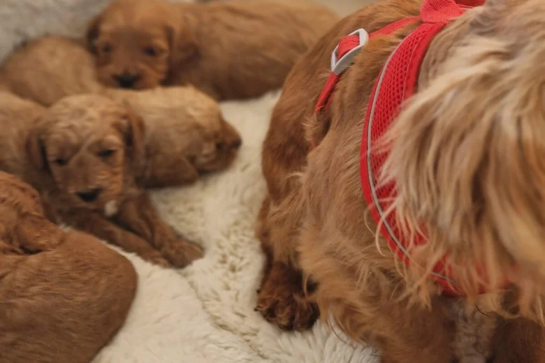 Cavapoo
