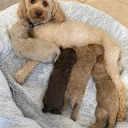 Cavapoo