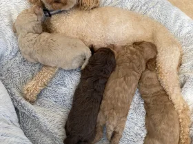 Cavapoo