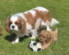 Cavapoo